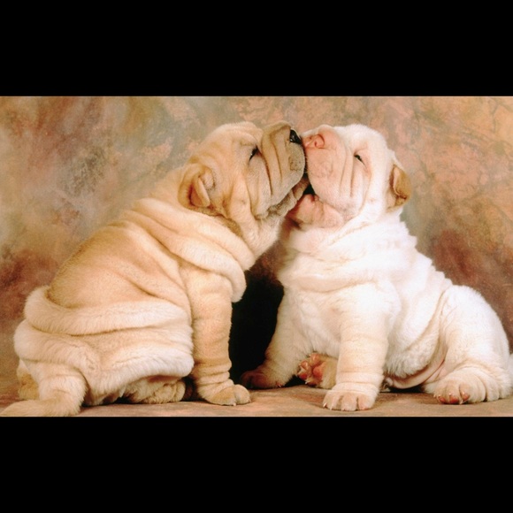 Meet your Posher, Fiona - Picture 1 of 1